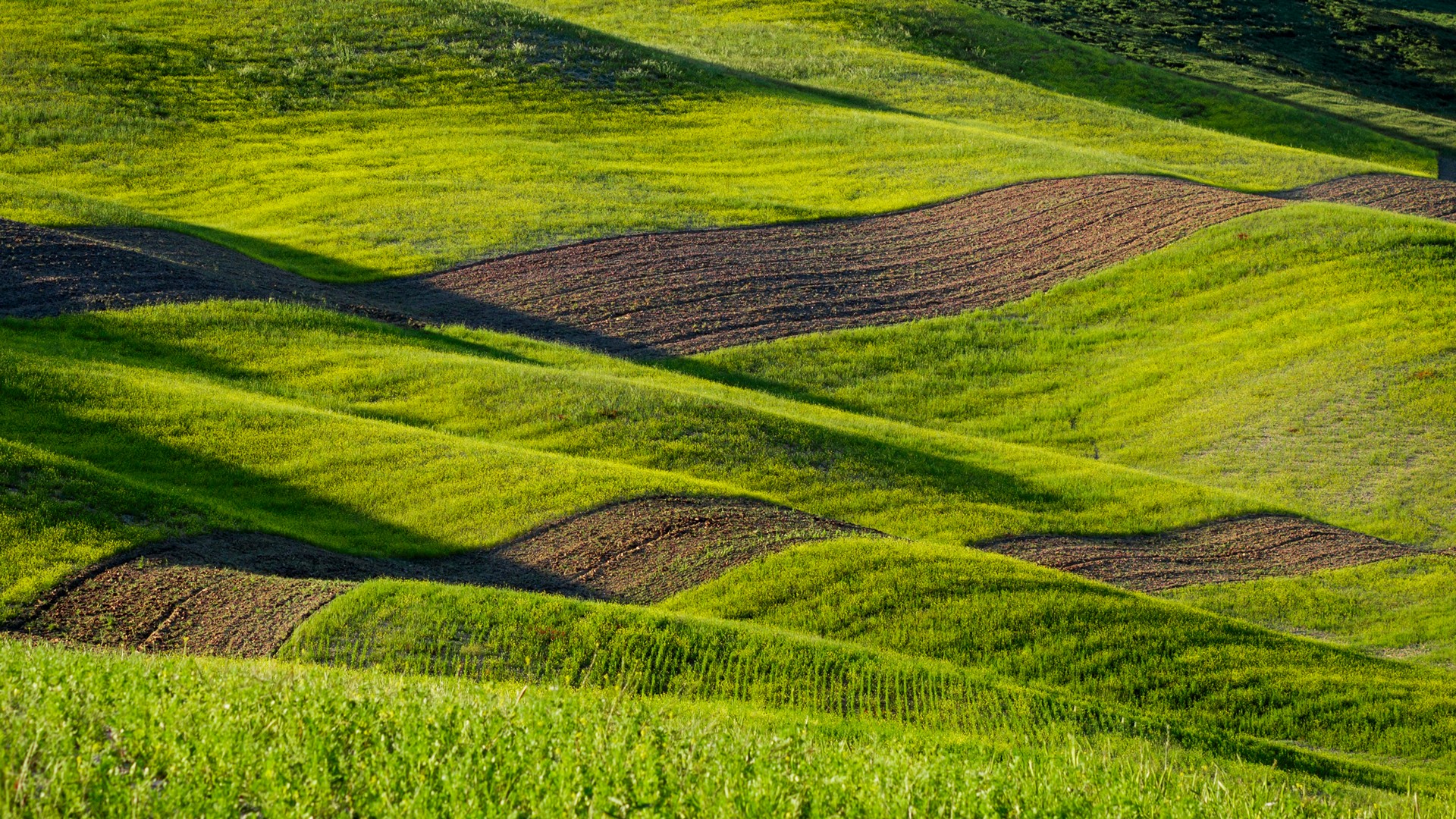 Colline Senesi Verdi Arate a Strisce