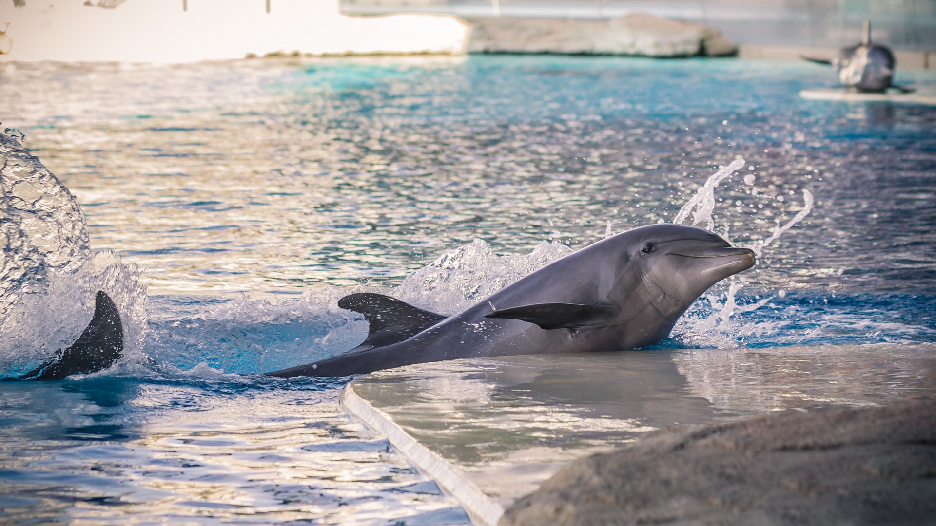 Delfini Oltremare Foto Delfino Esce dall Acqua e Sorride