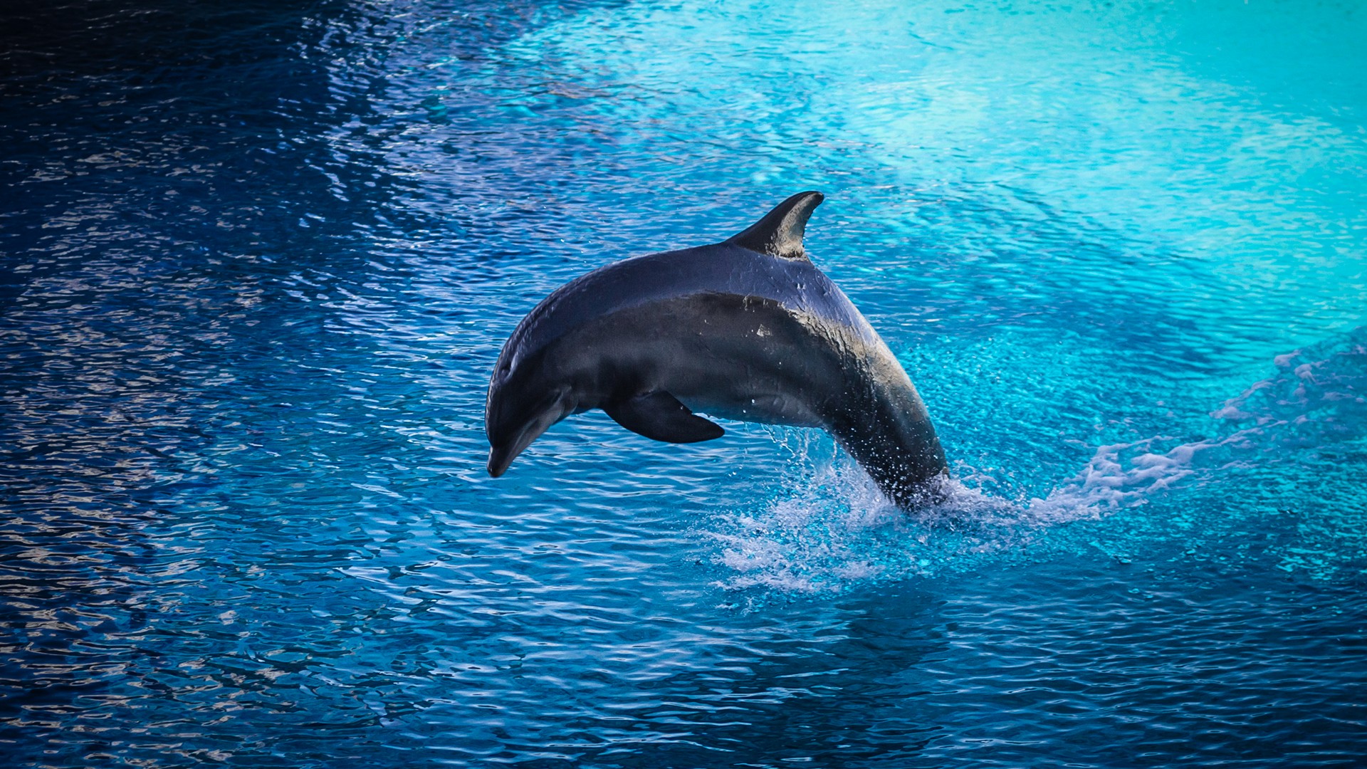 Delfini Oltremare Foto Delfino In Salto Solitario