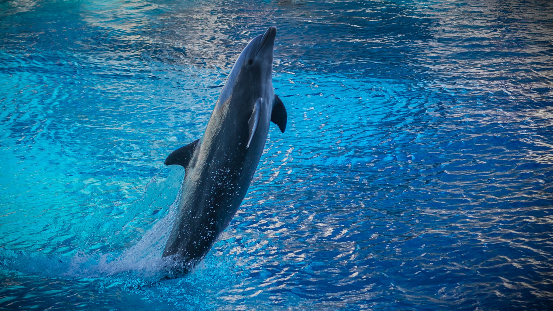 Delfini Oltremare Foto Delfino Uscito Fuori dall Acqua