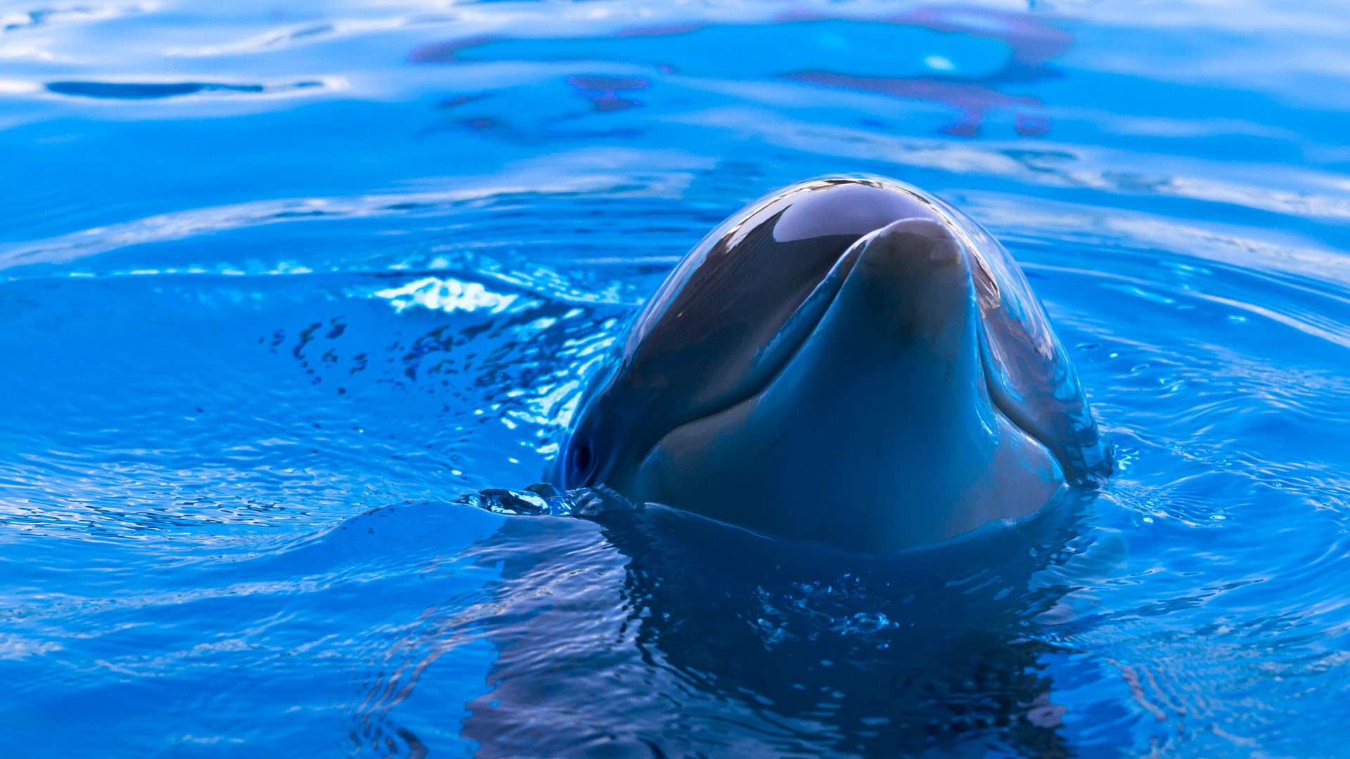 Delfini Oltremare Foto Delfino che Spunta dall Acqua