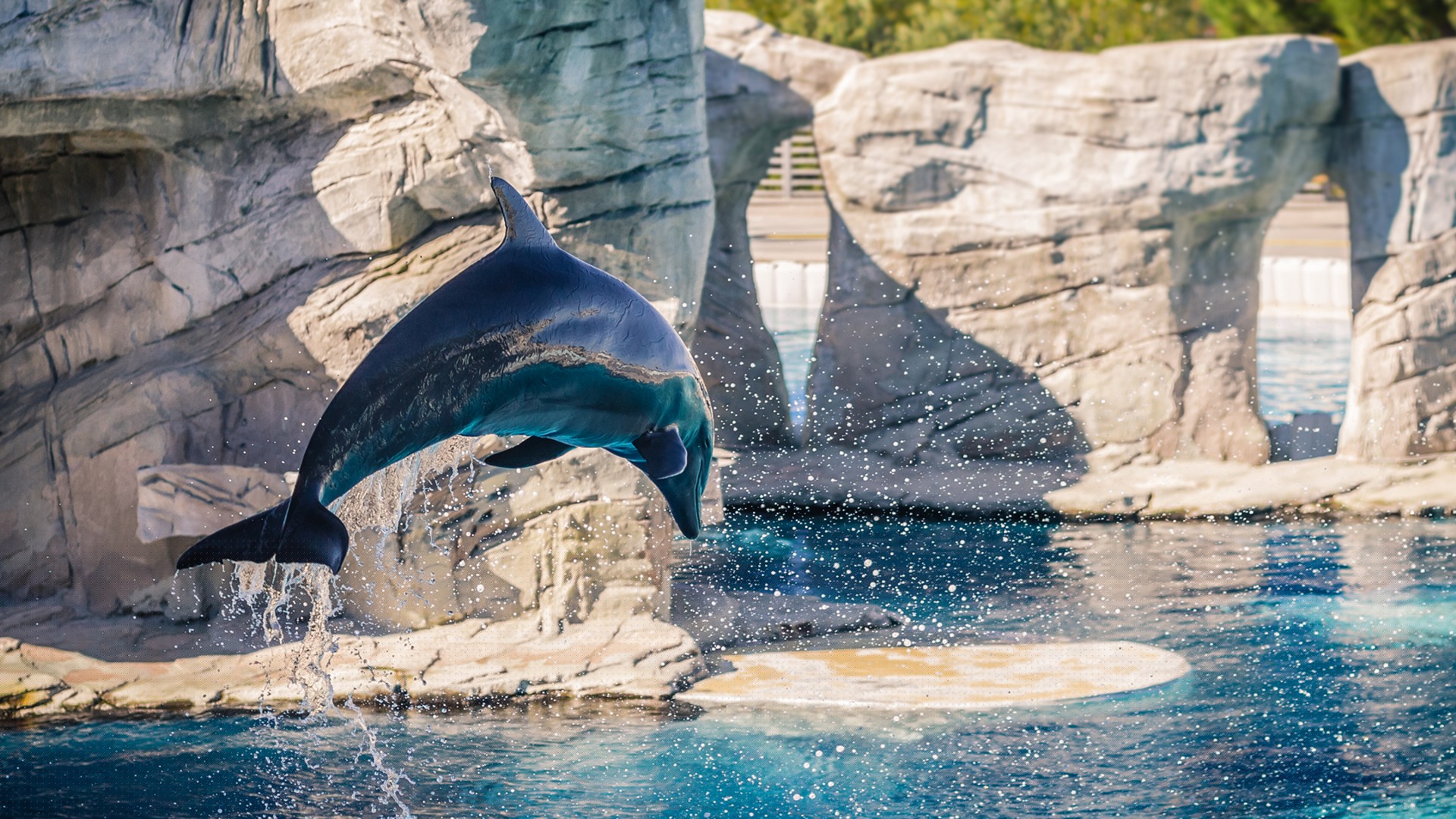 Delfini Oltremare Foto Delfino in Salto a Mezzaria con Schizzi d'Acqua