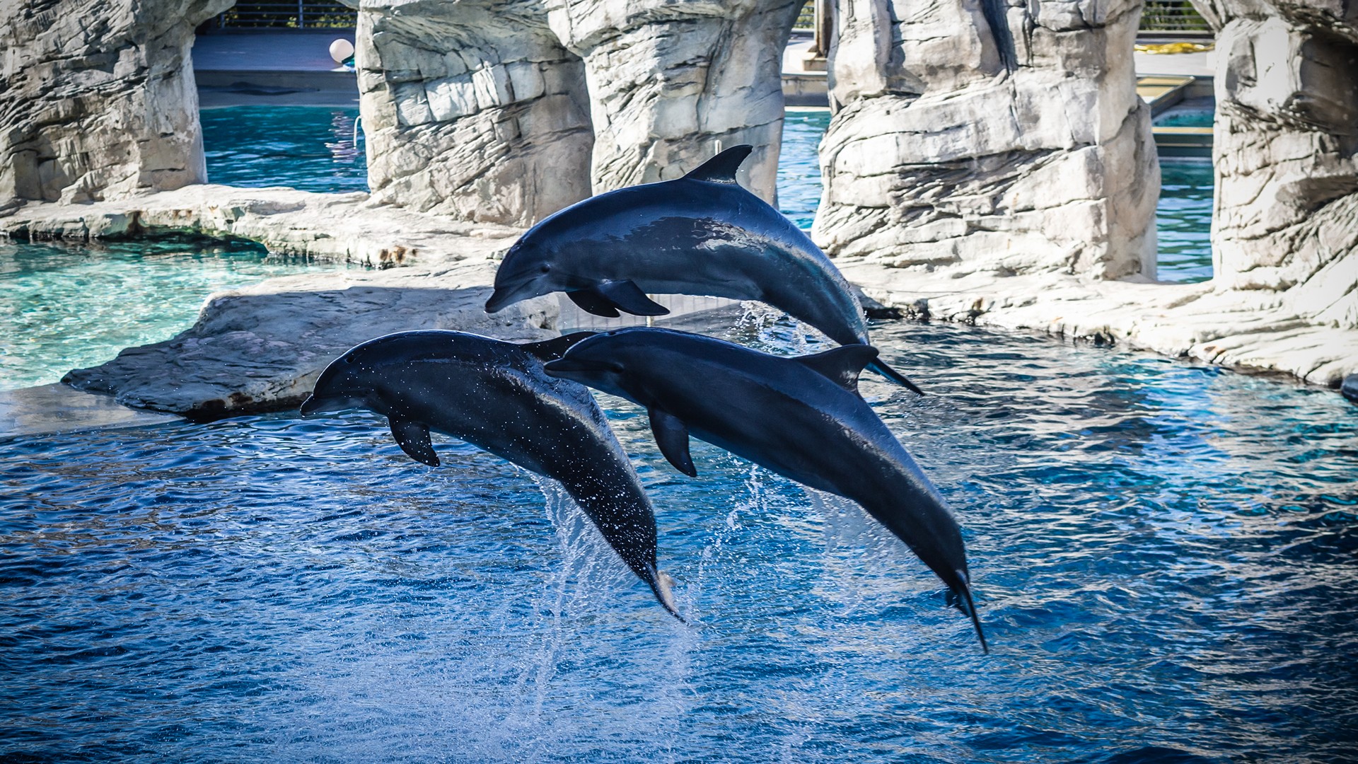 Delfini Oltremare Foto Gruppo di Tre Delfini in Salto Sincronizzato