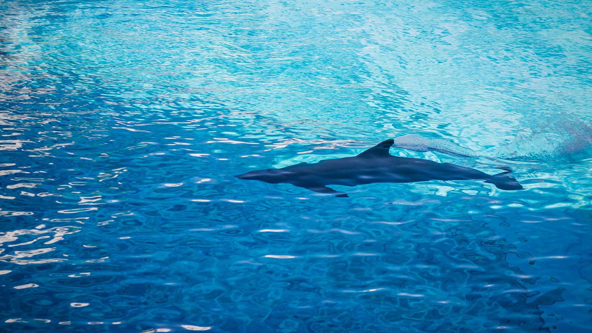 Delfini Oltremare Foto Squalo a Pelo d'Acqua Invece è un Delfino