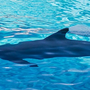 Delfini Oltremare Foto di Salti e di Coccole