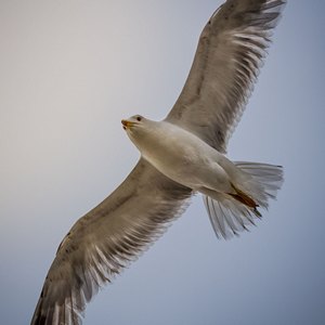 Gabbiani al Mare in Volo d'Estate