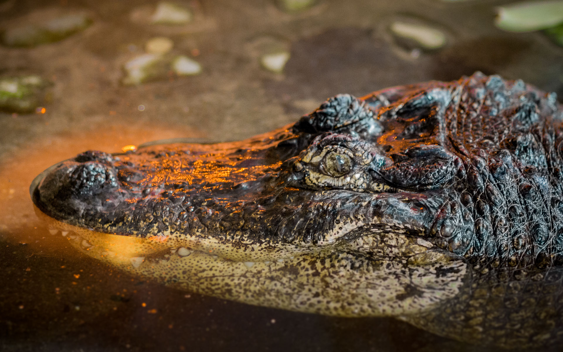 Giardino Zoologico di Pistoia Foto Alligatore