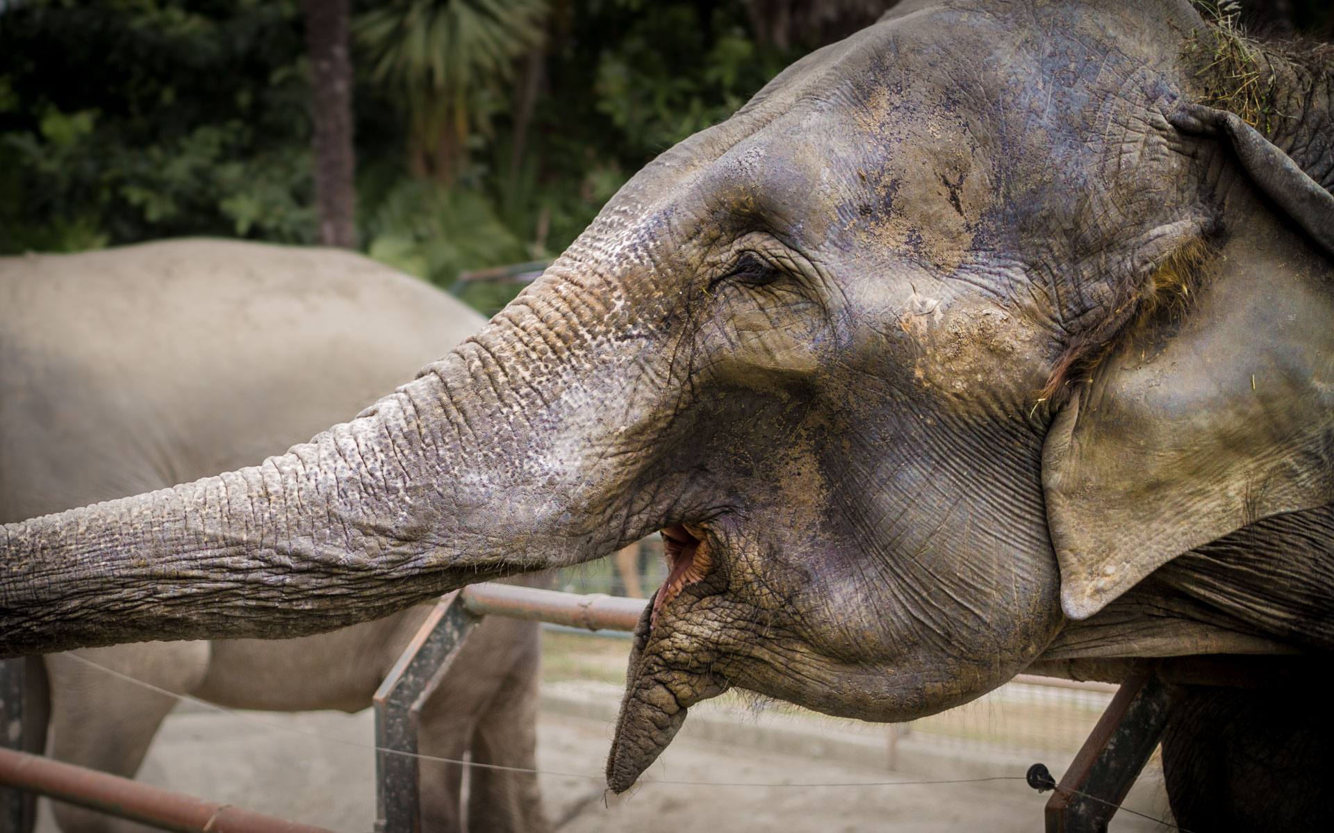 Giardino Zoologico di Pistoia Foto Elefante