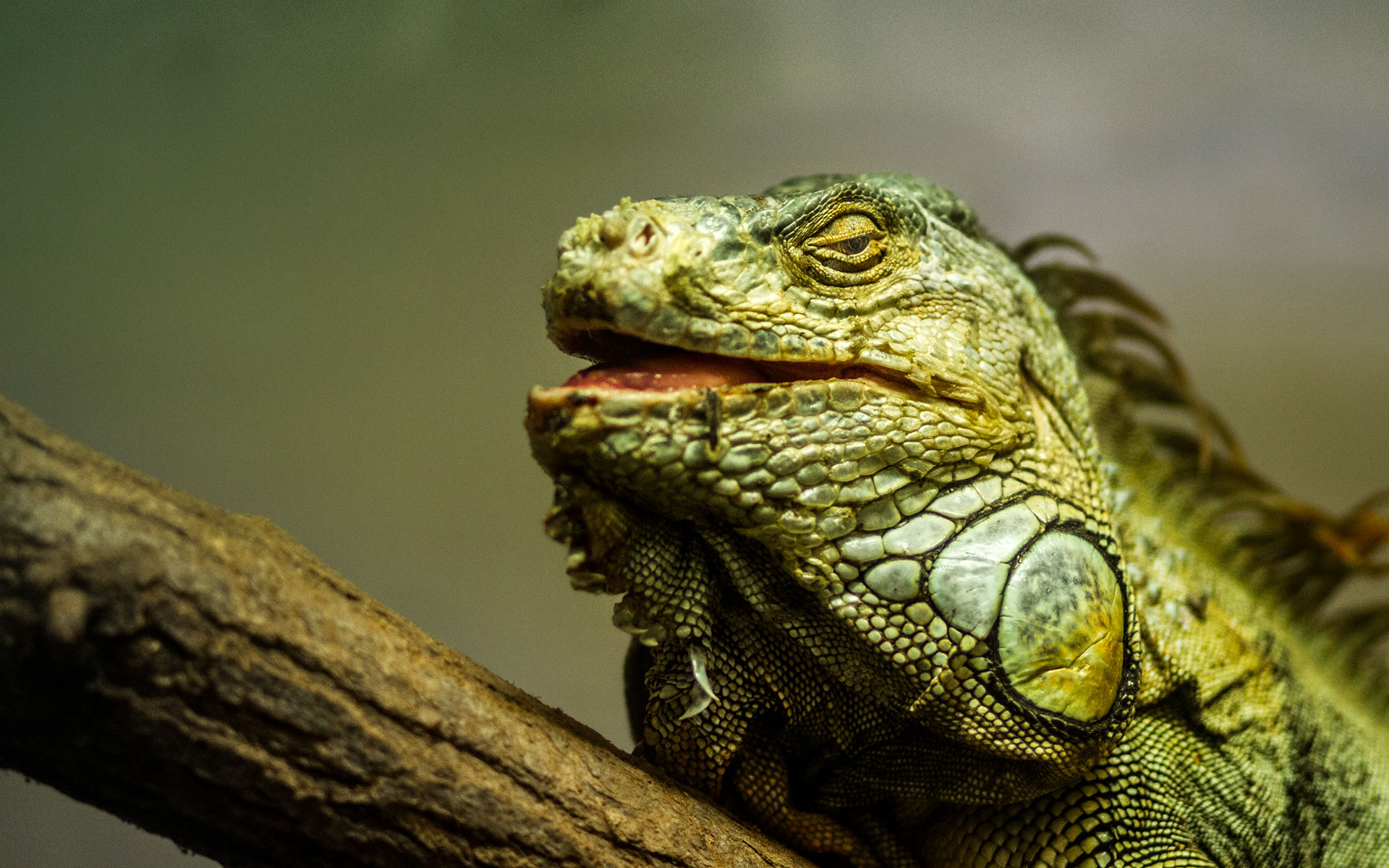 Giardino Zoologico di Pistoia Foto Iguana