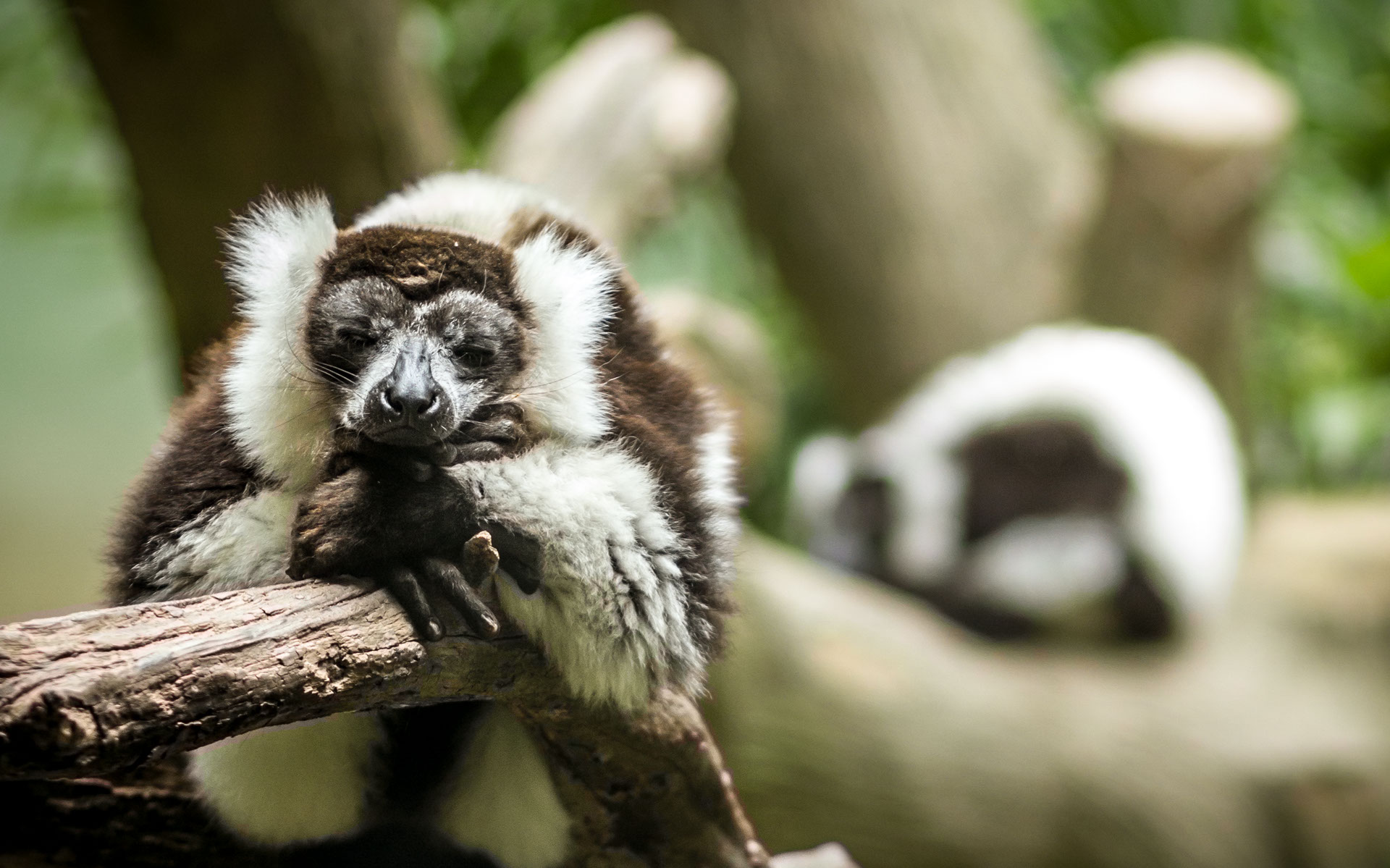 Giardino Zoologico di Pistoia Foto Lemure Bianco e Nero