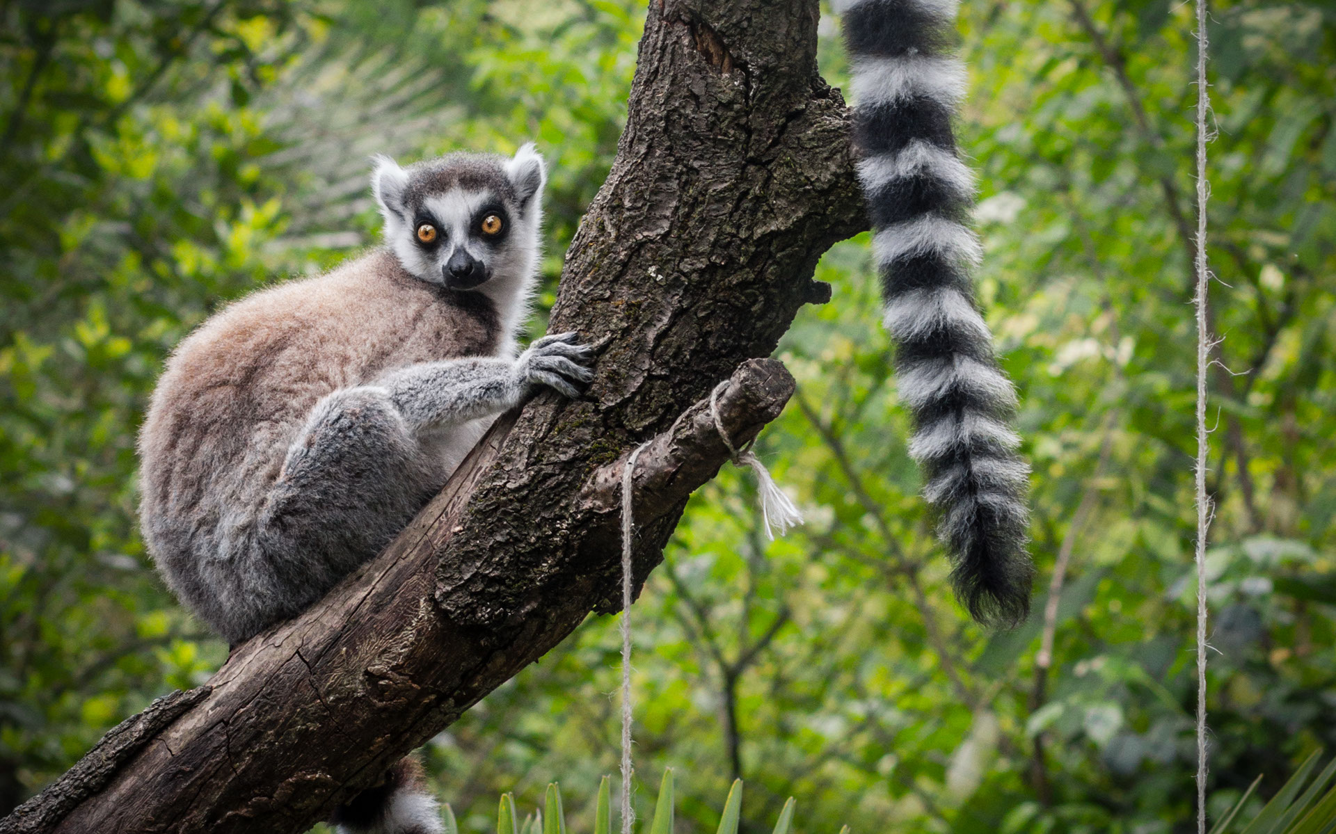 Giardino Zoologico di Pistoia Foto Lemure dalla Coda ad Anelli