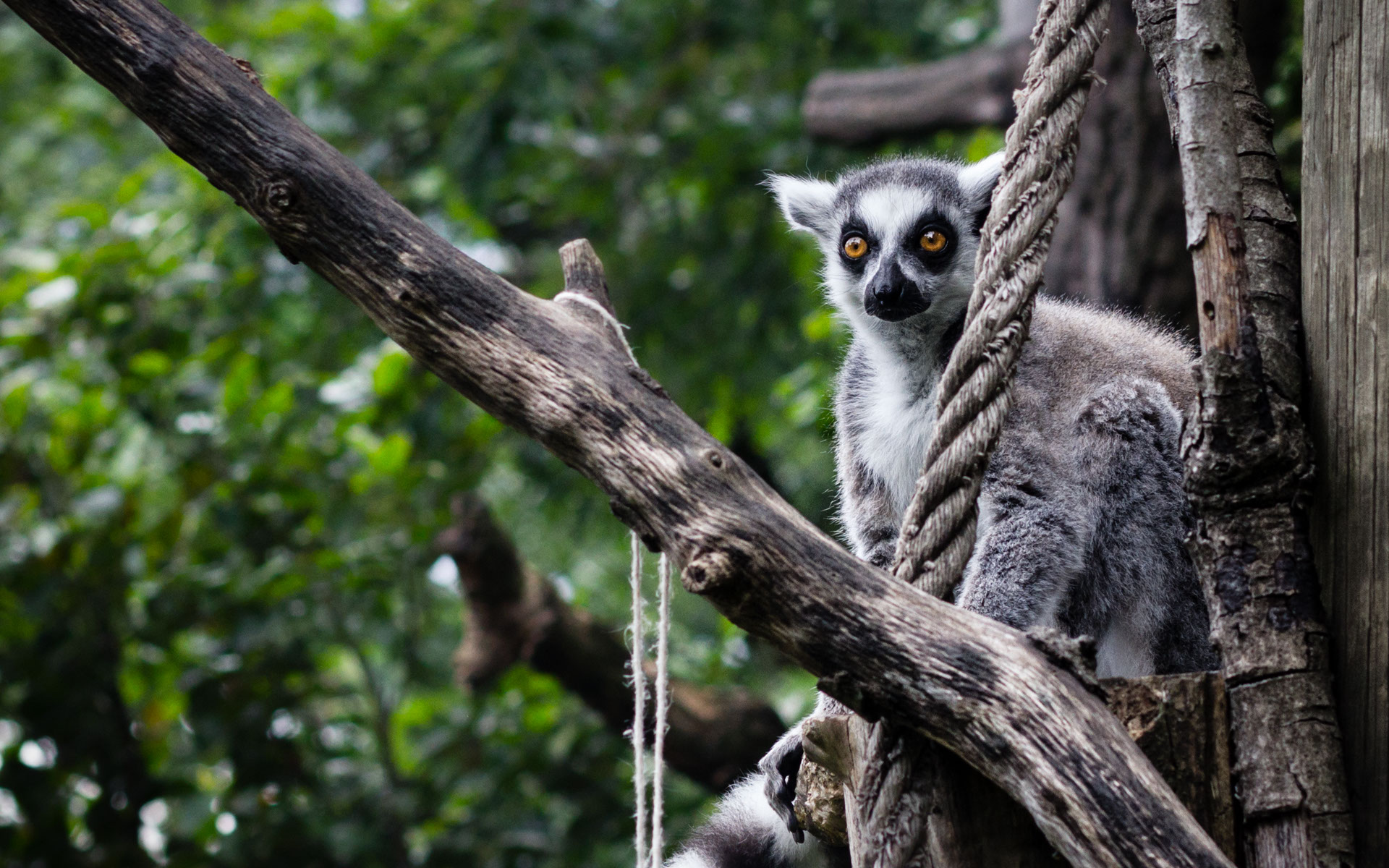 Giardino Zoologico di Pistoia Foto Lemure dalla Coda ad Anelli