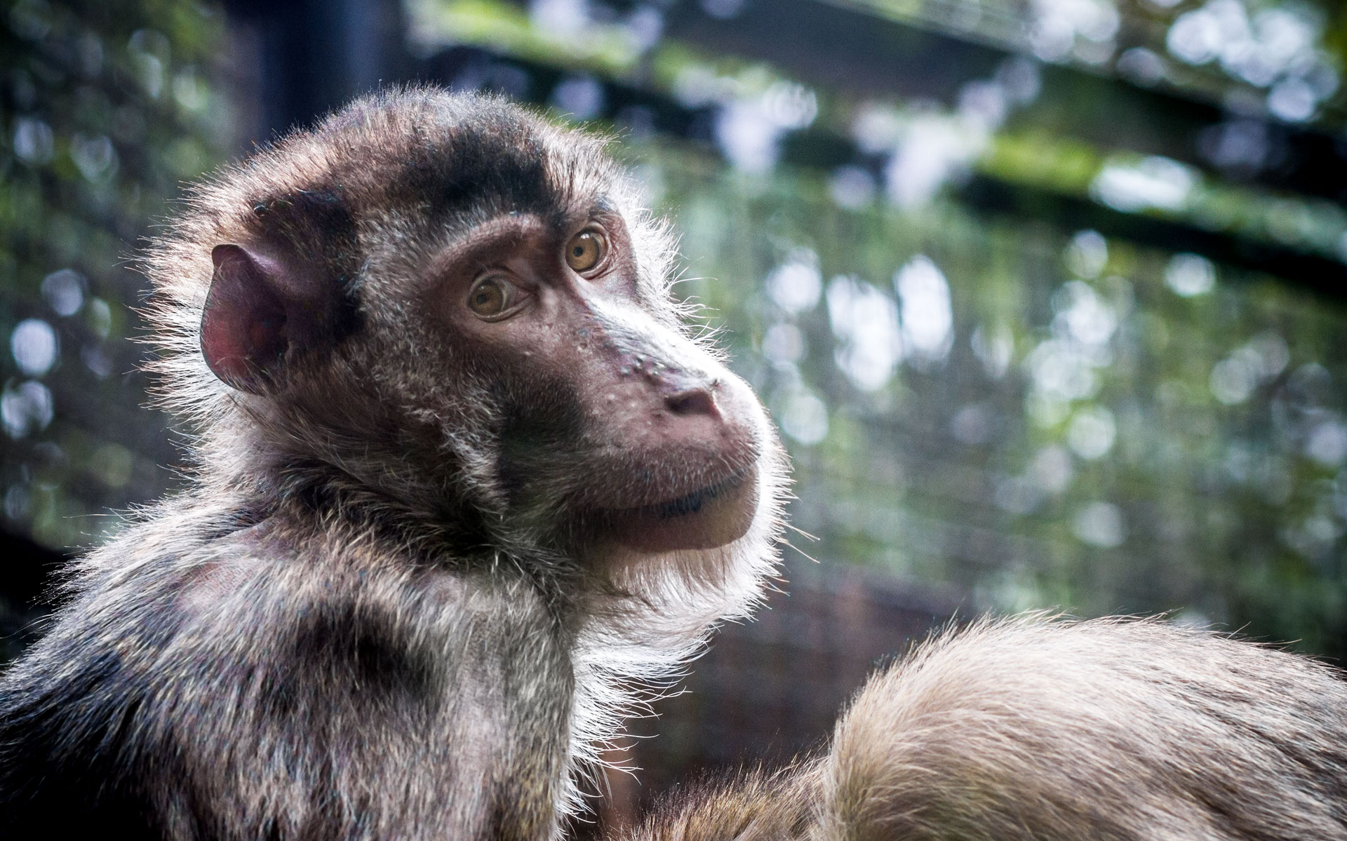 Giardino Zoologico di Pistoia Foto Macaco Coda di Porco