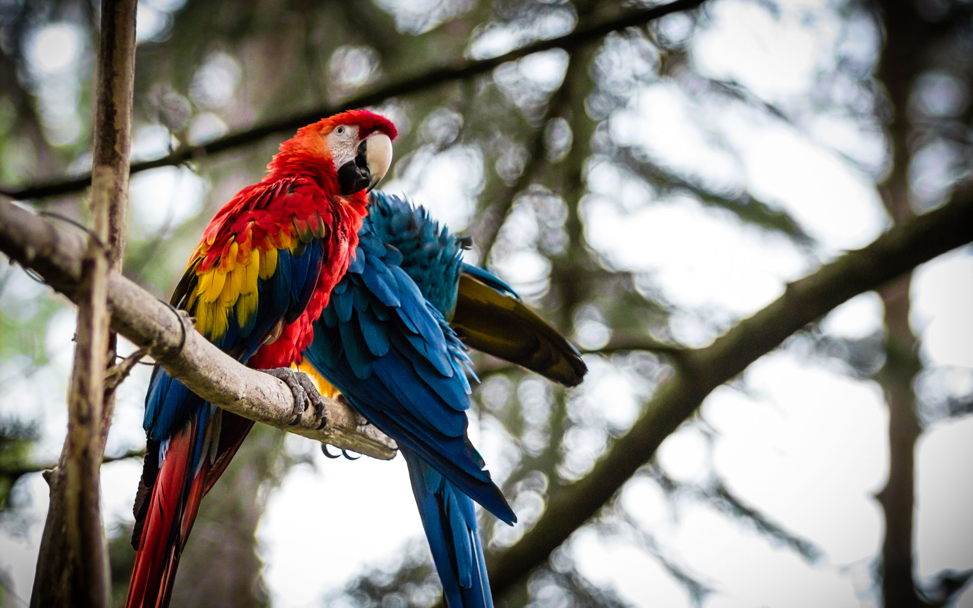 Giardino Zoologico di Pistoia Foto Pappagalli Ara Ararauna