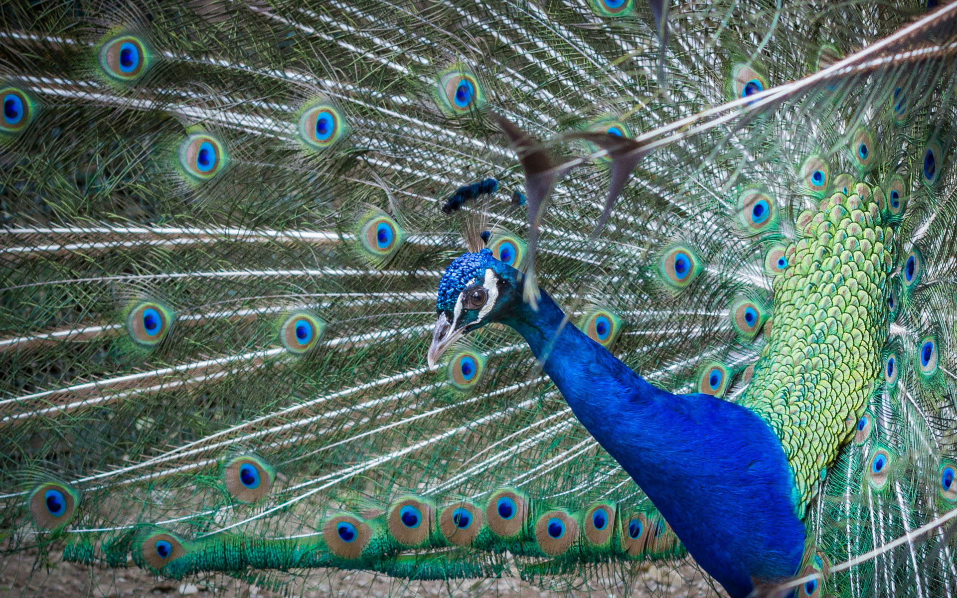Giardino Zoologico di Pistoia Foto Pavone Blu