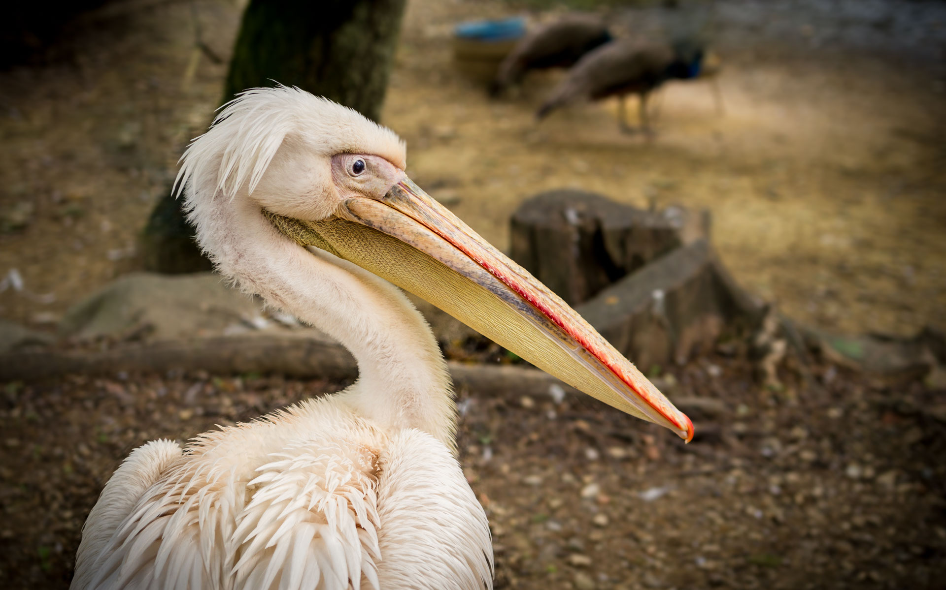 Giardino Zoologico di Pistoia Foto Pellicano