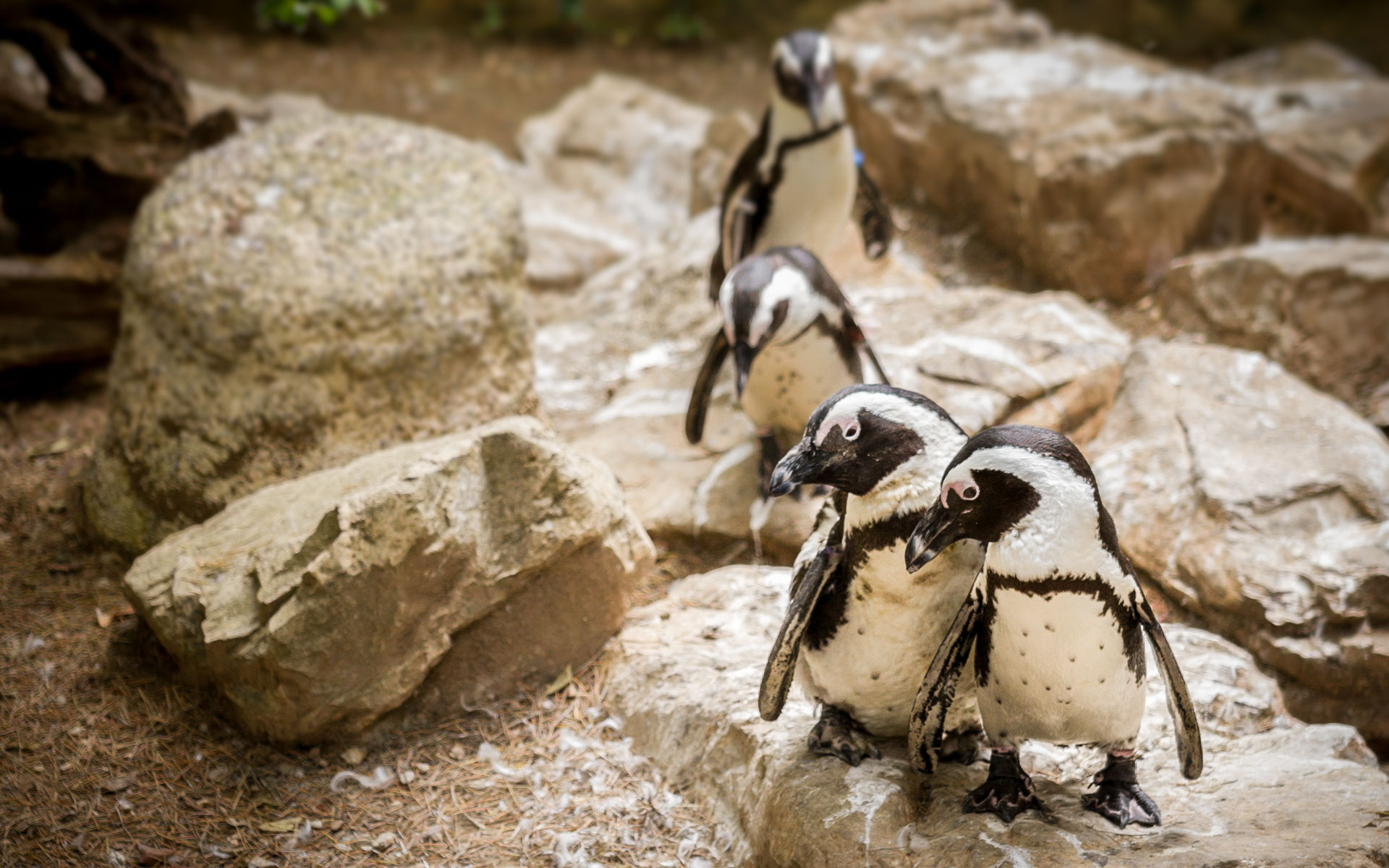 Giardino Zoologico di Pistoia Foto Pinguini Africani
