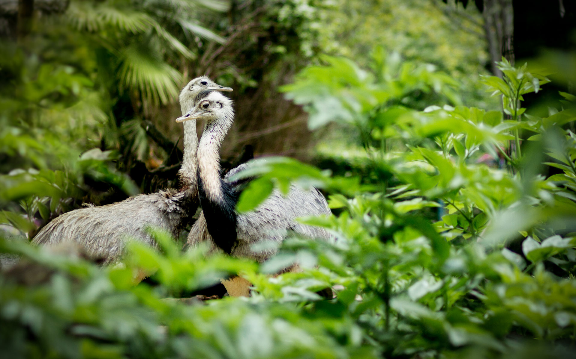 Giardino Zoologico di Pistoia Foto Struzzi