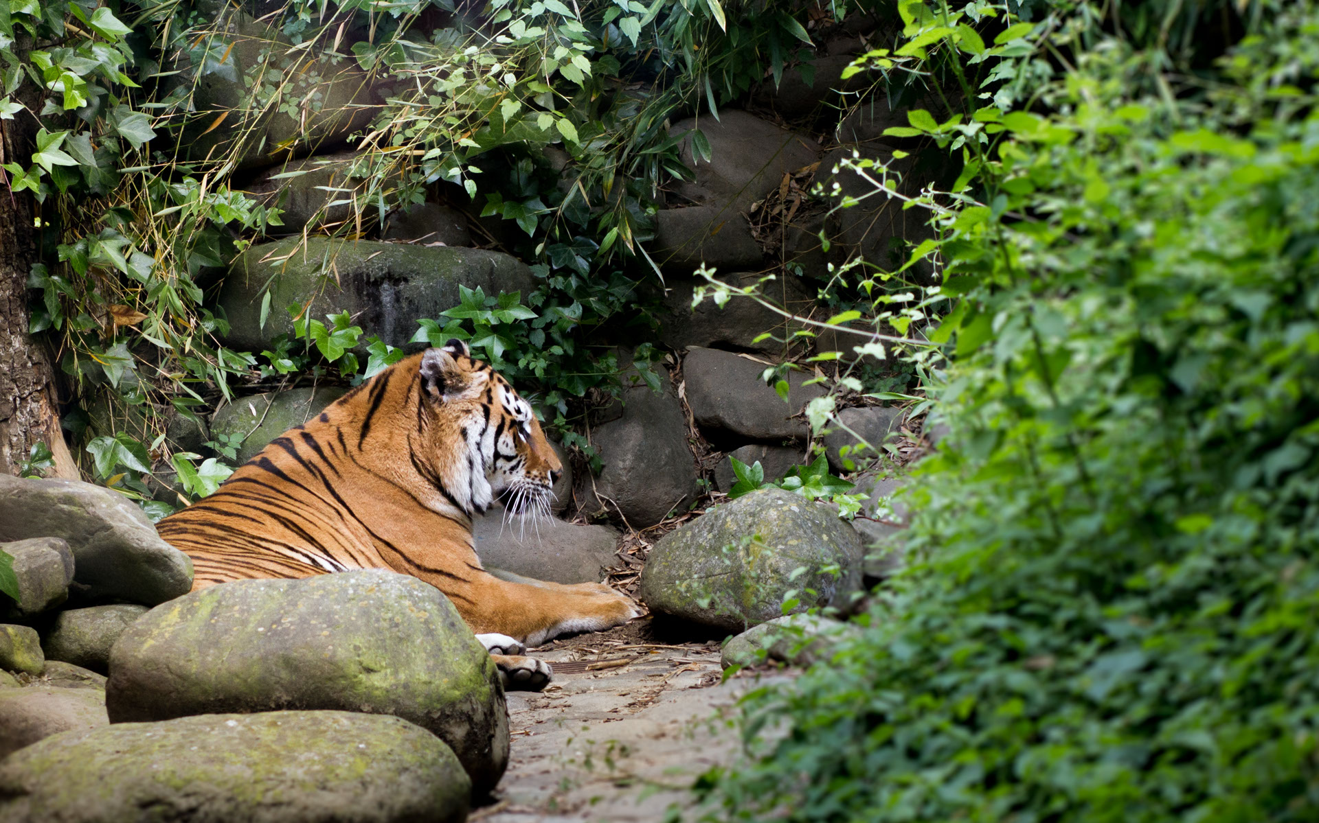 Giardino Zoologico di Pistoia Foto Tigre