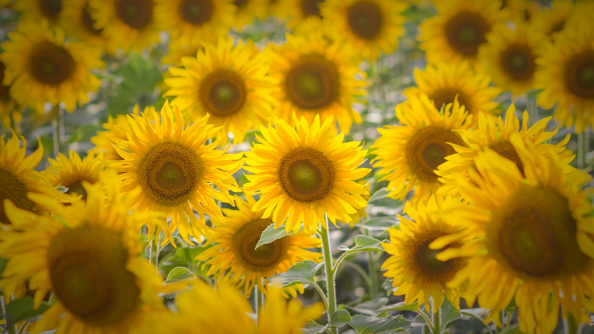 Girasoli Sunflowers Foto Campo Girasoli a Perdita d'Occhio