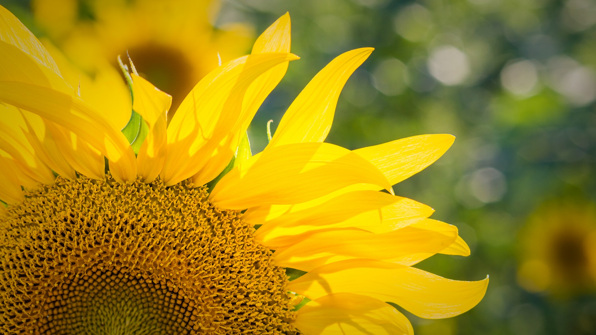 Girasoli Sunflowers Foto Girasole con Dettaglio dei Petali