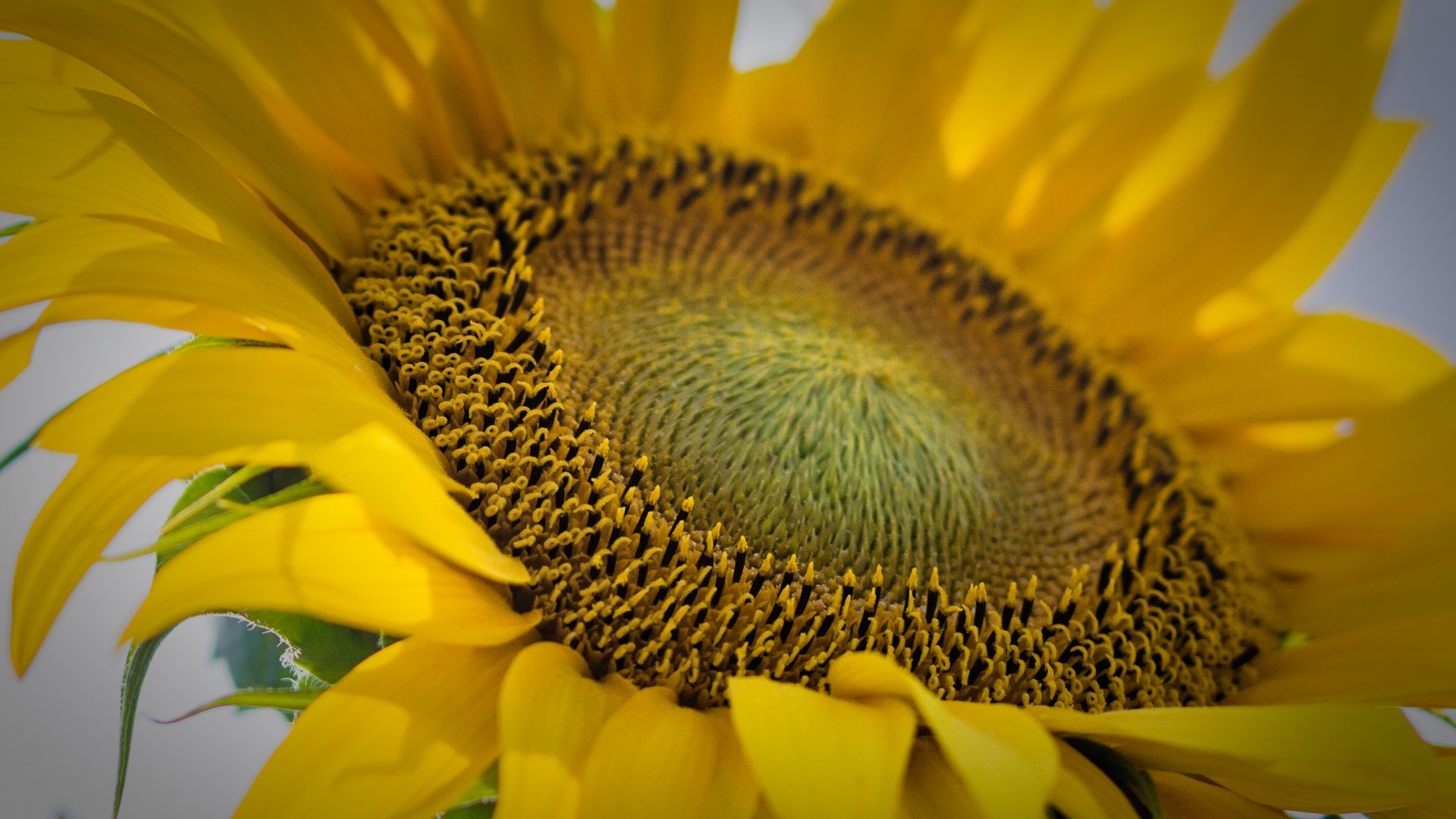 Girasoli Sunflowers Foto Girasole Girato Verso il Cielo