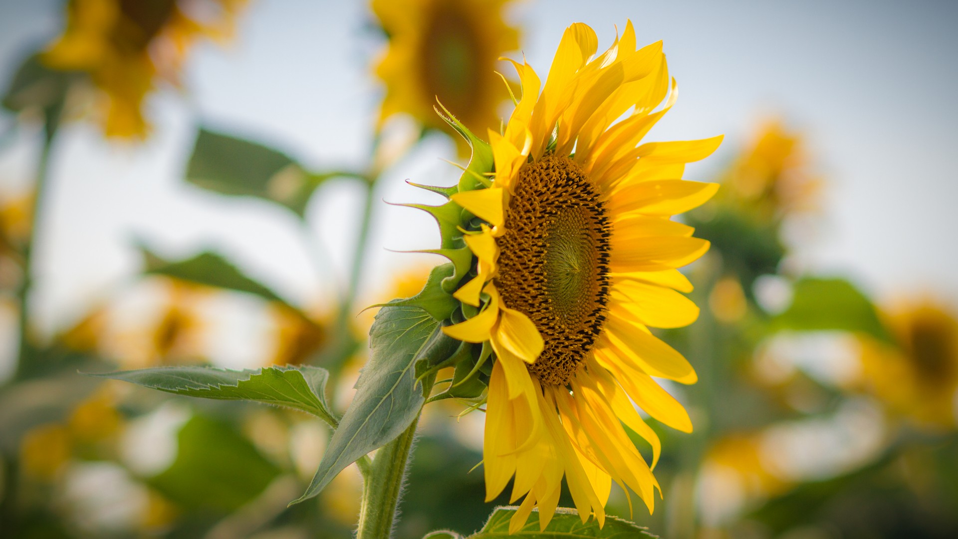 Girasoli Sunflowers Foto Girasole Primo Piano su Sfondo Sfuocato