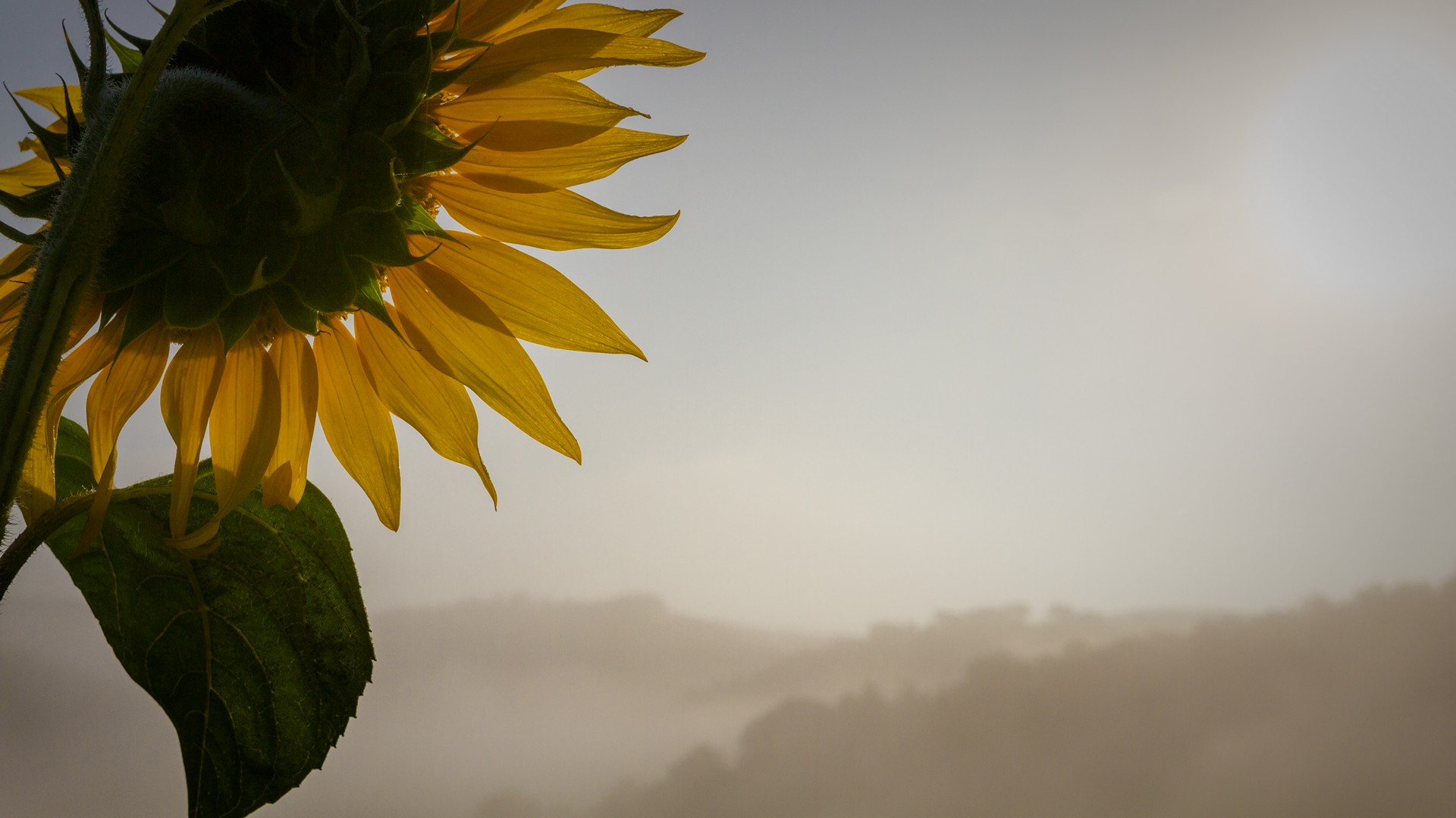 Girasoli Sunflowers Foto Girasole Rivolto Verso la Prima Alba