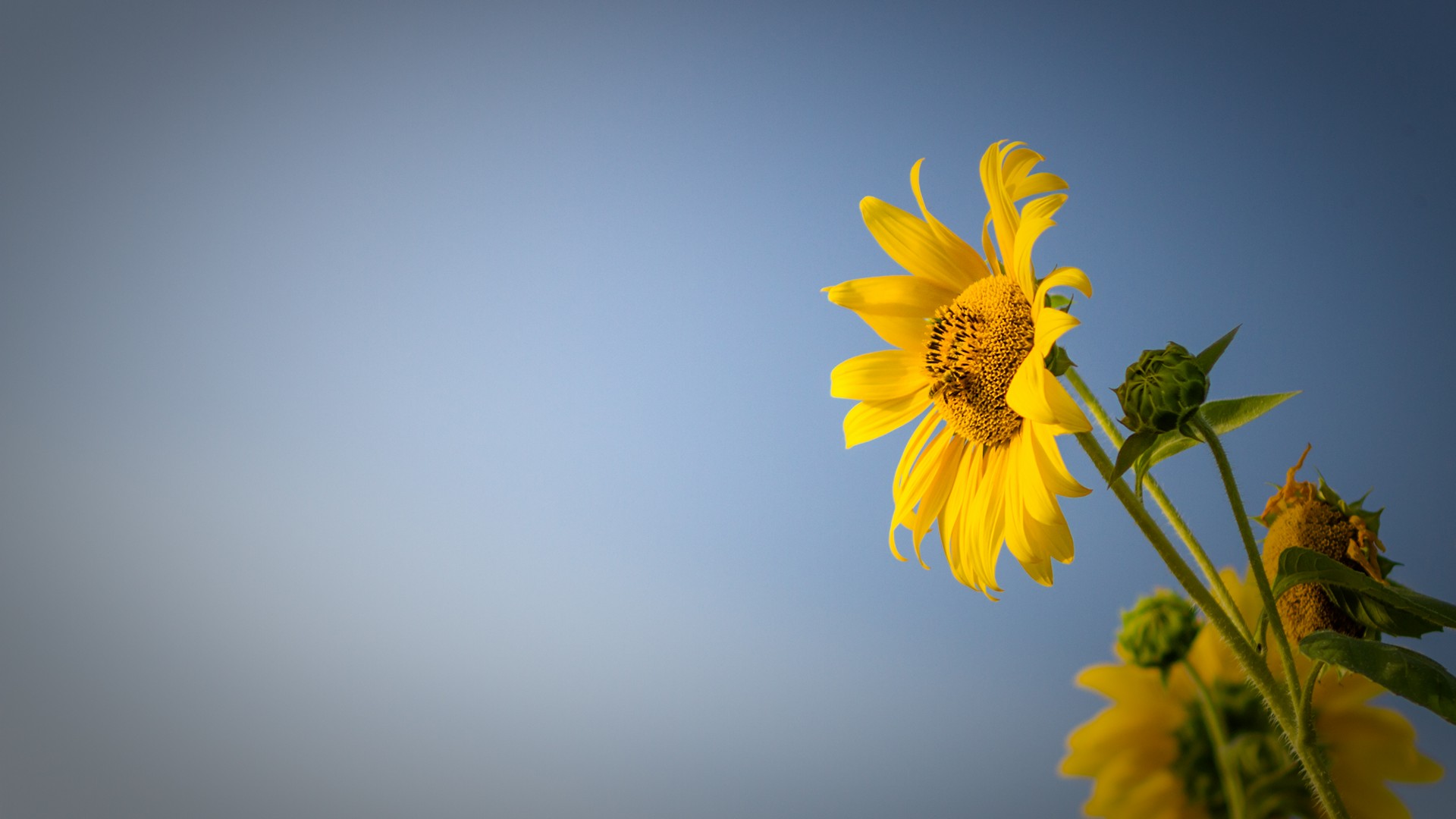 Girasoli Sunflowers Foto Girasole Su Sfondo Cielo Azzurro