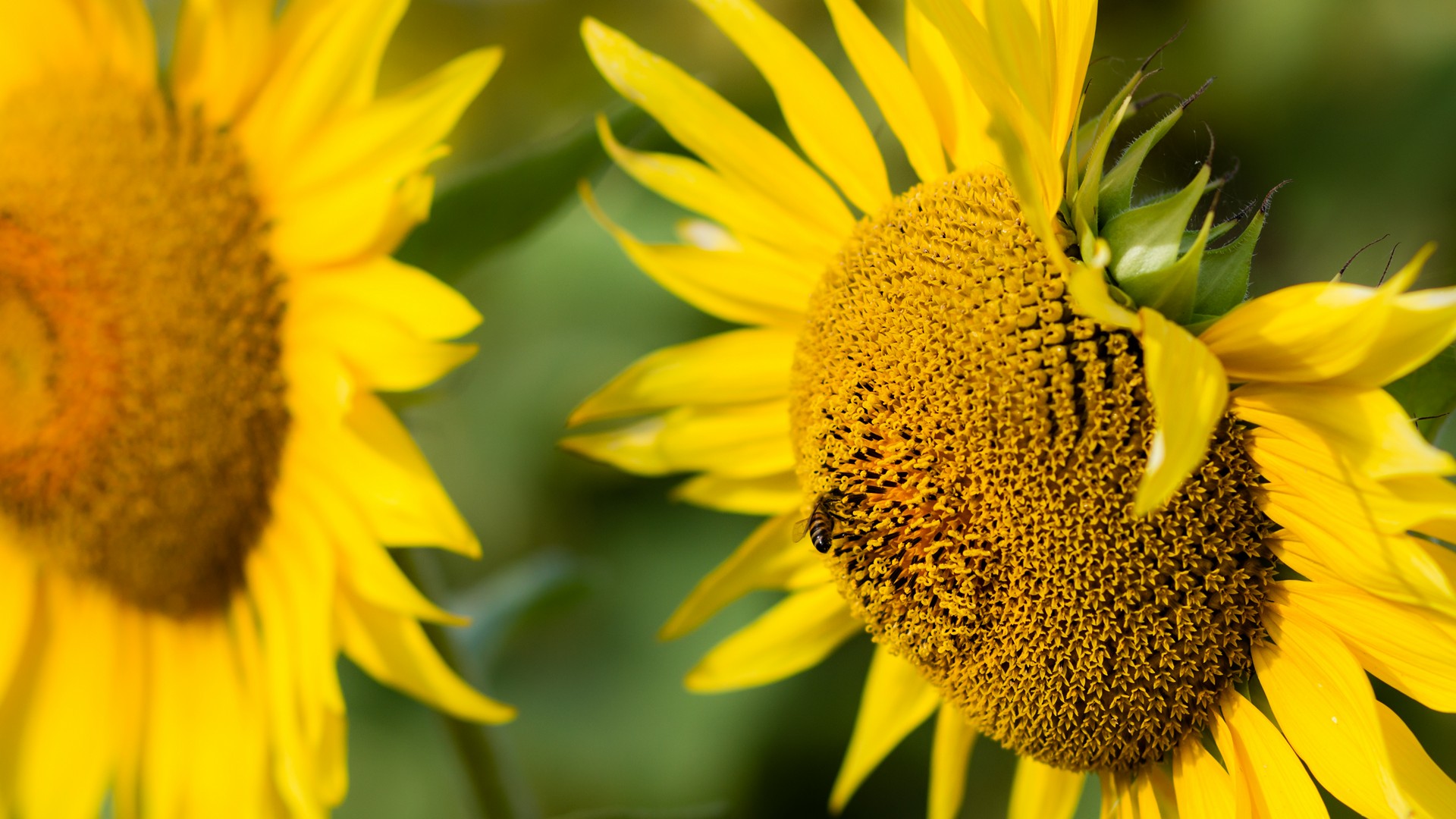 Girasoli Sunflowers Foto Girasole con Ape che Raccoglie Nettare