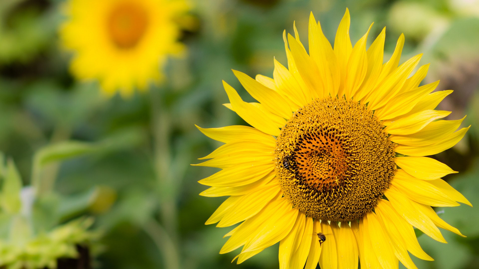 Girasoli Sunflowers Foto Girasole con Ape che Raccoglie Nettare ed Ape in Arrivo