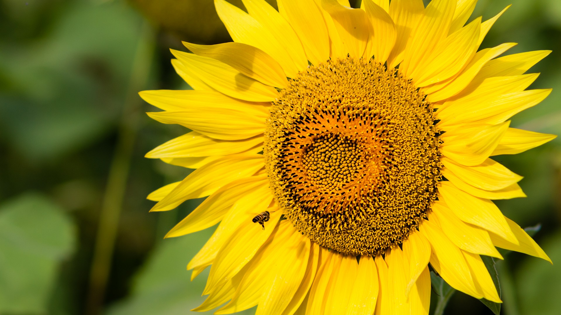 Girasoli Sunflowers Foto Girasole con Ape che Raccoglie Nettare