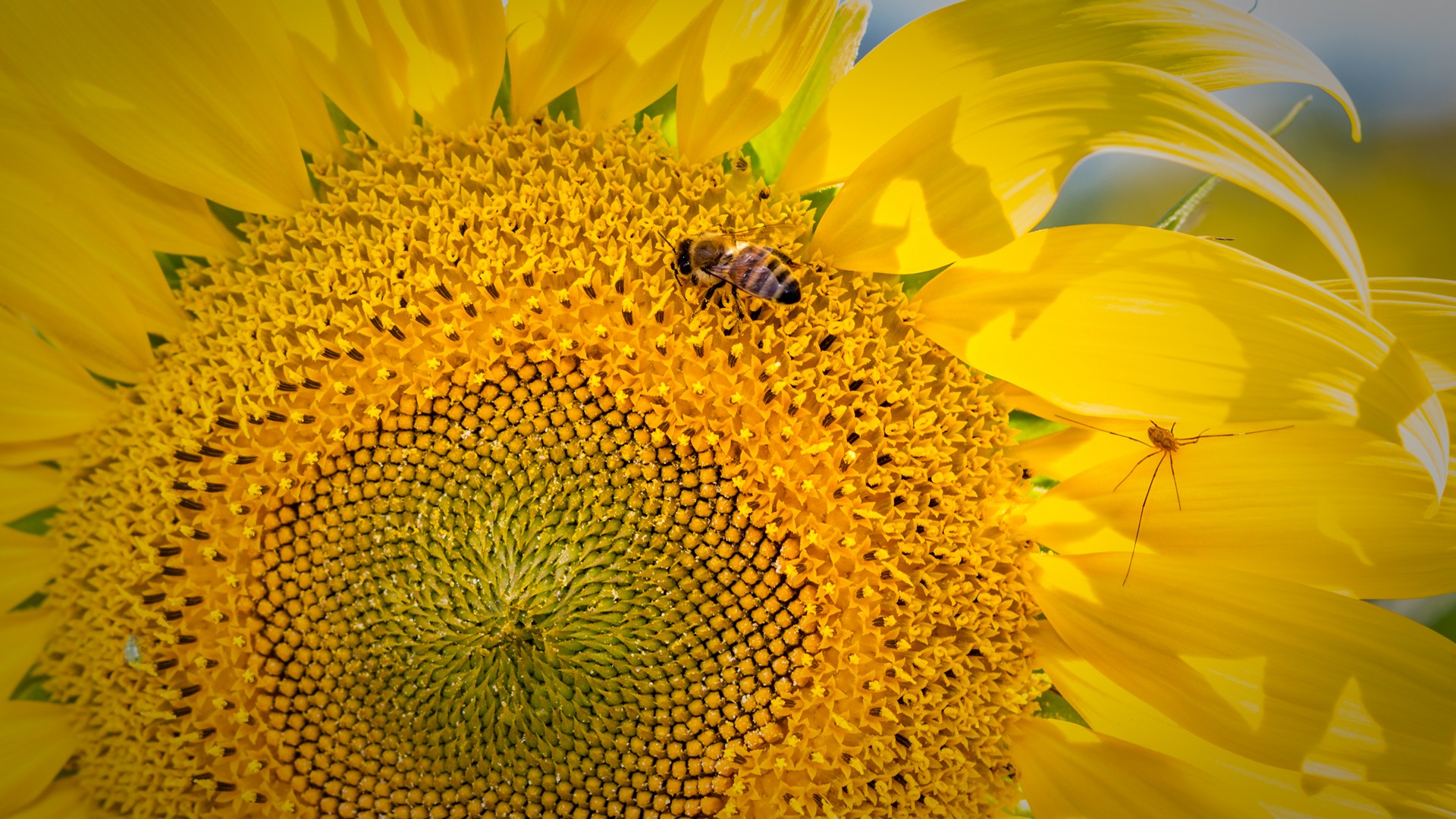 Girasoli Sunflowers Foto Girasole con Ape e Ragno