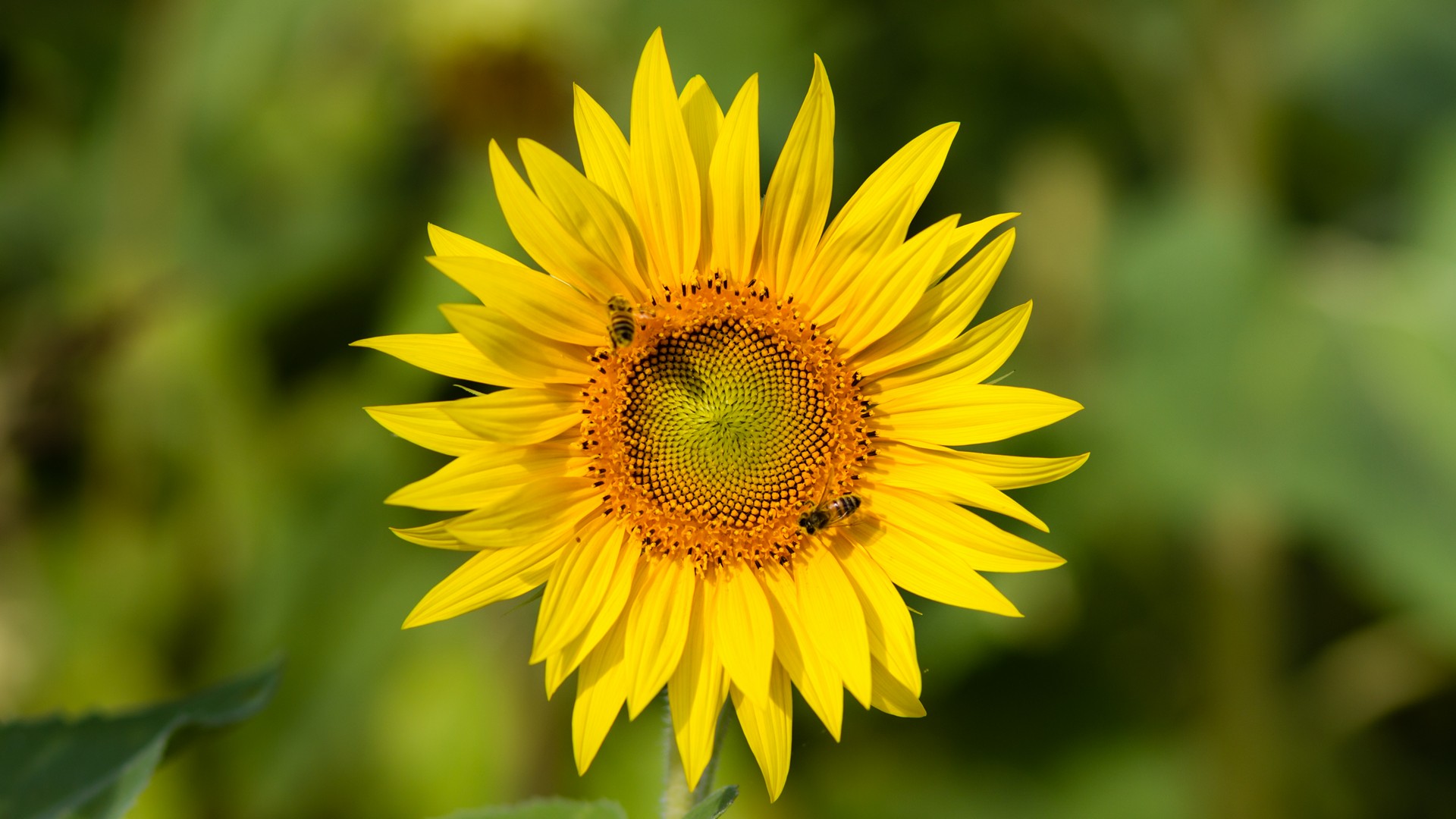 Girasoli Sunflowers Foto Girasole con Api che Raccolgono Nettare