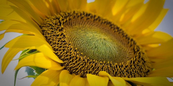 Girasoli Sunflowers Fiori Estate